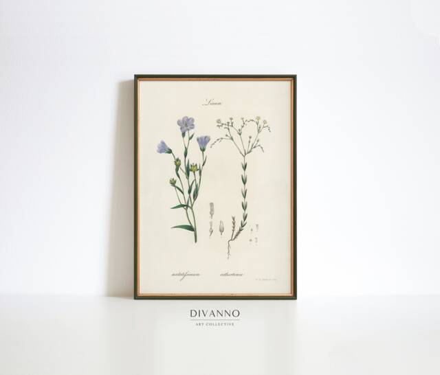Blue Flax Botanical Print, Antique Herbs Vintage Art - image 1