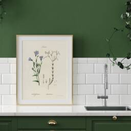 Blue Flax Botanical Print, Antique Herbs Vintage Art - thumbnail 3