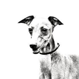 Azawakh - Wooden Stand For Candles/Pens With The Image Of A Dog New Collection - thumbnail 2