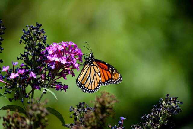 Printable Wall Art, Monarch Butterfly, Butterfly Print, Decor, Photography, Flower Home Decor - image 1
