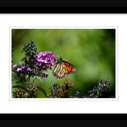Printable Wall Art, Monarch Butterfly, Butterfly Print, Decor, Photography, Flower Home Decor - thumbnail 2