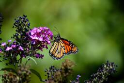 Printable Wall Art, Monarch Butterfly, Butterfly Print, Decor, Photography, Flower Home Decor