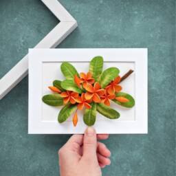Orange Plumeria Wall Art - Frangipani Tropical Small Frame Bright Flowers 3D Paper Quilling Green Decor - thumbnail 1
