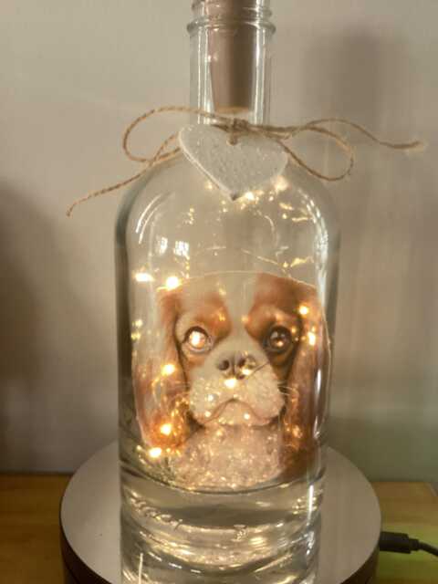 Personalised Cavalier King Charles Spaniel Dog Light Up Bottle, Bottle Lamp With Gift Messaging Service & Bag