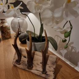 Solid Oak & Real Antler Key Holder/Dog Lead Hanger - thumbnail 4