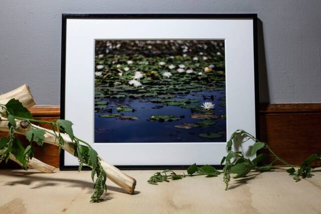 Waterlilies Photograph, Nature Photography, Wall Art, Bedroom Decor, Living Room Peaceful Photography Prints - image 1