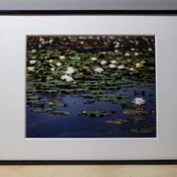 Waterlilies Photograph, Nature Photography, Wall Art, Bedroom Decor, Living Room Peaceful Photography Prints - thumbnail 2