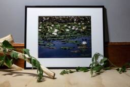Waterlilies Photograph, Nature Photography, Wall Art, Bedroom Decor, Living Room Peaceful Photography Prints - thumbnail 1