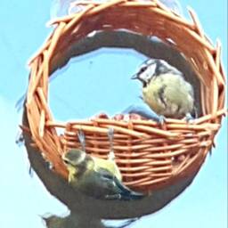 Willow Window Mounted Bird Feeder, 9Th Wedding Anniversary Delivery Included - thumbnail 3