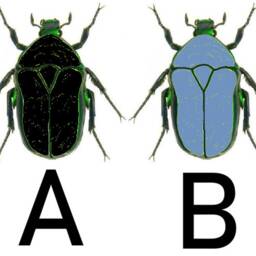 stag Beetle Crochet Pattern Only Blanket - thumbnail 4