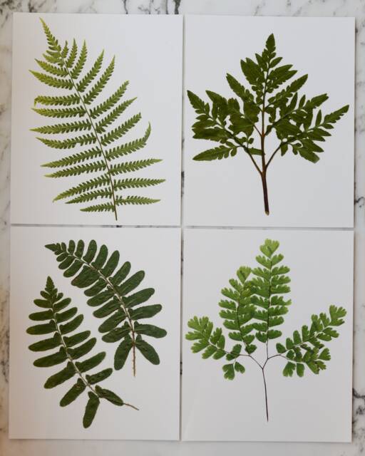 Set Of 4 - Print Reproduction Artworks Of Assorted Pressed Ferns, 8x10 - image 1