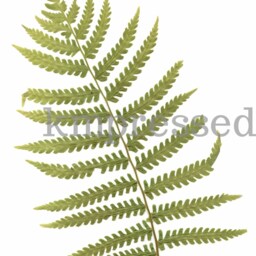 Set Of 4 - Print Reproduction Artworks Of Assorted Pressed Ferns, 8x10 - thumbnail 3