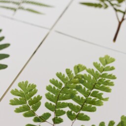 Set Of 4 - Print Reproduction Artworks Of Assorted Pressed Ferns, 8x10 - thumbnail 2