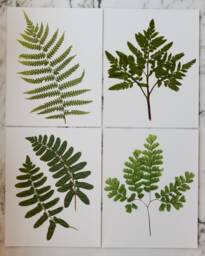Set Of 4 - Print Reproduction Artworks Of Assorted Pressed Ferns, 8x10 - thumbnail 1