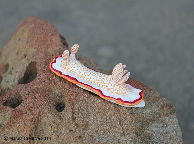 Nio The Nudibranch - Goniobranchus Obsoletus - image 1