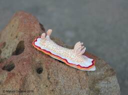 Nio The Nudibranch - Goniobranchus Obsoletus - thumbnail 1