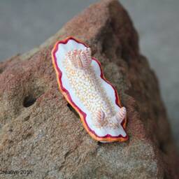 Nio The Nudibranch - Goniobranchus Obsoletus - thumbnail 3