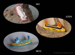 Nio The Nudibranch - Goniobranchus Obsoletus - thumbnail 4