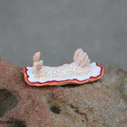 Nio The Nudibranch - Goniobranchus Obsoletus - thumbnail 2