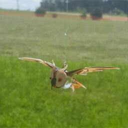 E36-204C Cappuccino Owl - thumbnail 3
