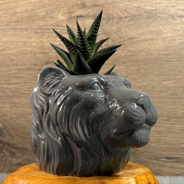 Preloved Lion Head Grey Ceramic Planter For A Small Plant - King Of The Jungle Tropical Home Leo August Zodiac Horoscope Safari Big Cats - image 1