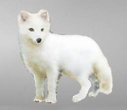 Arctic Fox Wall Decal, Polar Sticker, Watercolor Woodland White Fox, Sticker - thumbnail 1