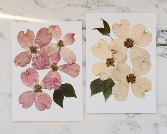 Set Of Two - Flowering Dogwood, Va , Nc State Flower Print Reproduction Artwork Pressed Flowers 100% Cotton Rag Paper Botanical - image 1