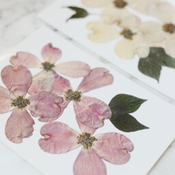 Set Of Two - Flowering Dogwood, Va , Nc State Flower Print Reproduction Artwork Pressed Flowers 100% Cotton Rag Paper Botanical - thumbnail 2