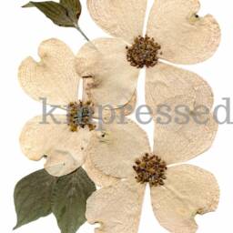 Set Of Two - Flowering Dogwood, Va , Nc State Flower Print Reproduction Artwork Pressed Flowers 100% Cotton Rag Paper Botanical - thumbnail 3