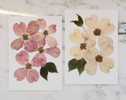 Set Of Two - Flowering Dogwood, Va , Nc State Flower Print Reproduction Artwork Pressed Flowers 100% Cotton Rag Paper Botanical - thumbnail 1