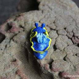 Vespa The Nudibranch - Glossodoris Vespa - thumbnail 3