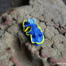 Vespa The Nudibranch - Glossodoris Vespa - thumbnail 2