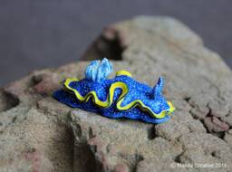 Vespa The Nudibranch - Glossodoris Vespa - thumbnail 1