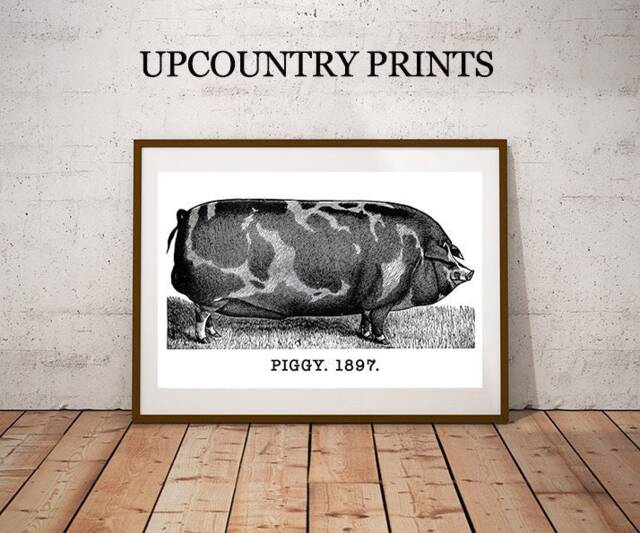 Vintage Pig Print Farmhouse Wall Art - Digital Download - image 1