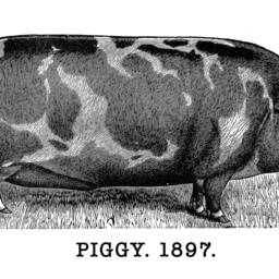 Vintage Pig Print Farmhouse Wall Art - Digital Download - thumbnail 2