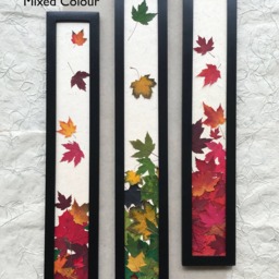Framed Pressed Maple Leaf Art Signed Original Botanical Wall Decor, Set Of 3 - thumbnail 2