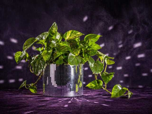 Disco Ball Planter, Mirror Tile Concrete Plant Pot, Suncatcher - image 1