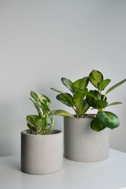 Minimalist Gray Concrete Planter Modern Industrial Home Decor - image 1