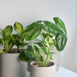 Minimalist Gray Concrete Planter Modern Industrial Home Decor - thumbnail 2