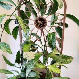 Sunflower Trellis For Indoor Houseplants, Hoya Plant Support, 3D Printed Stake - thumbnail 4