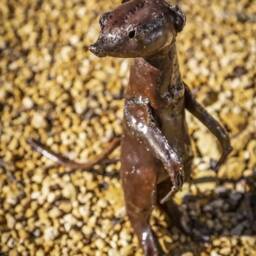 Handcrafted Recycled Metal Meercat. Garden Meercats Sculptures. Statue - thumbnail 2