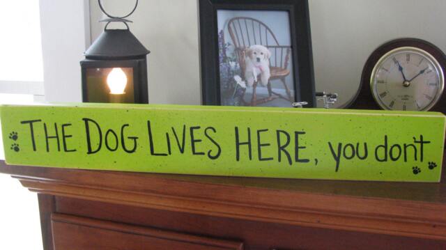 The Dog Lives Here You Don't-Dog Or Cat Lover Hand Painted Sign - image 1
