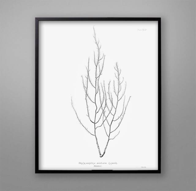 Botanical Seaweed Art Print 1859 Nautical Wall Decor - image 1