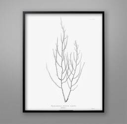 Botanical Seaweed Art Print 1859 Nautical Wall Decor - thumbnail 1