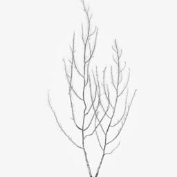Botanical Seaweed Art Print 1859 Nautical Wall Decor - thumbnail 2