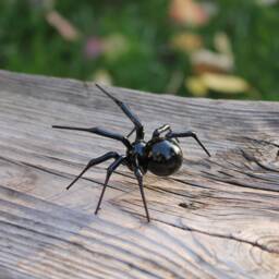 Spider Glass Art Figurine Insects Figure Sculpture - thumbnail 4