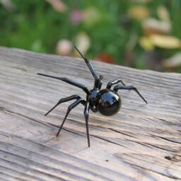 Spider Glass Art Figurine Insects Figure Sculpture - thumbnail 2