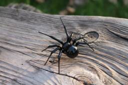 Spider Glass Art Figurine Insects Figure Sculpture