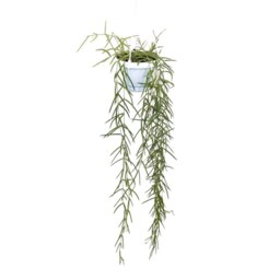 Hoya Lineairs, Well Established Trailing Foliage, W12cm X H70-80cm, Easy Care Houseplant - thumbnail 2