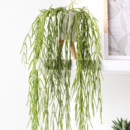 Hoya Lineairs, Well Established Trailing Foliage, W12cm X H70-80cm, Easy Care Houseplant - thumbnail 3